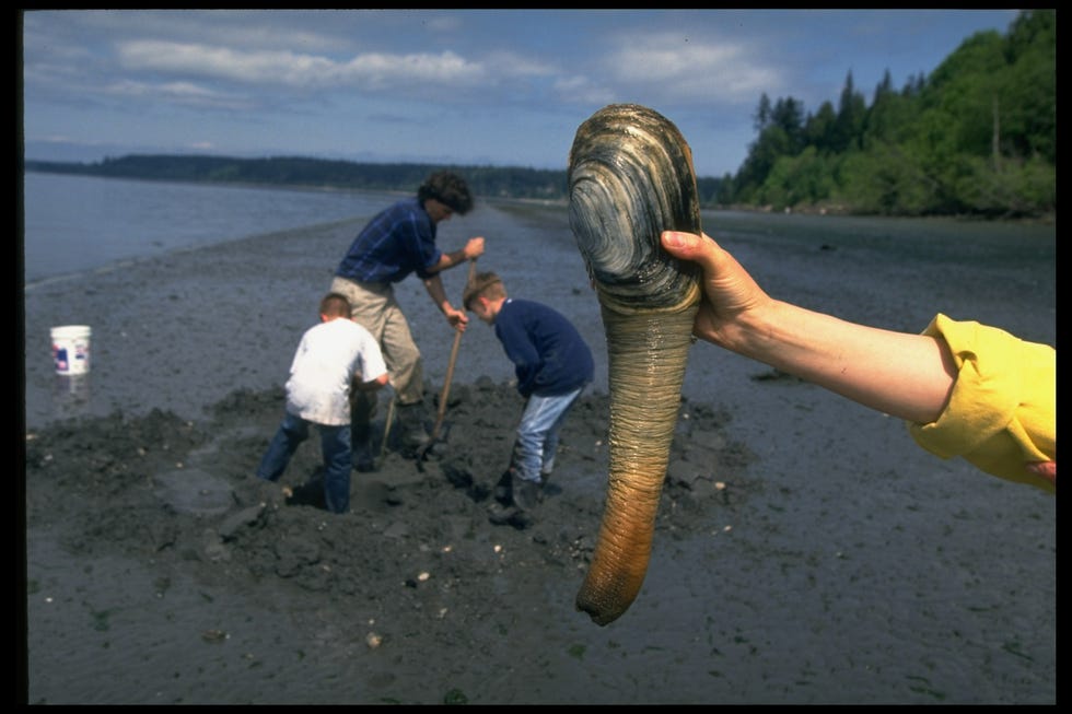 geoduck