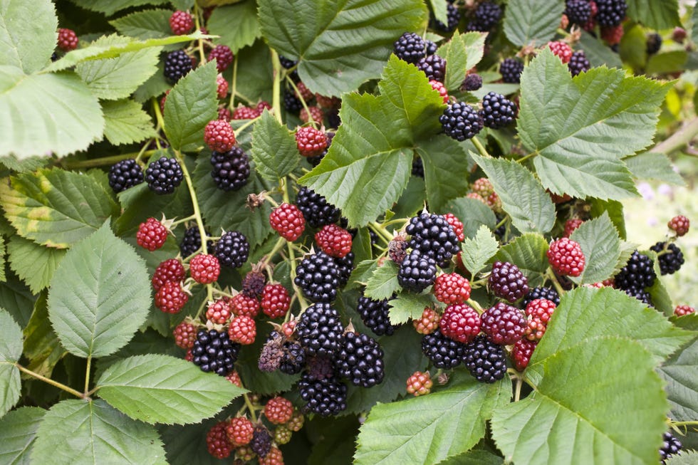 blackberry