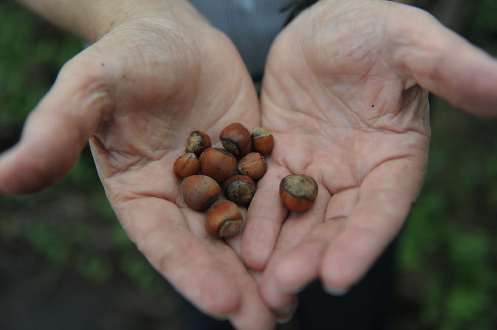hazelnuts in hand