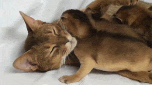 Brown, Skin, Vertebrate, Organism, Carnivore, Comfort, Cat, Small to medium-sized cats, Felidae, Whiskers, 