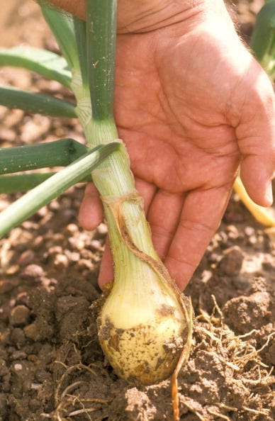 Ingredient, Produce, Root vegetable, Botany, Vegetable, Soil, Flowering plant, Terrestrial plant, Welsh onion, Onion, 
