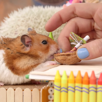 Human, Finger, Nail, Writing implement, Hamster, Rodent, Stationery, Snout, Whiskers, Pest, 