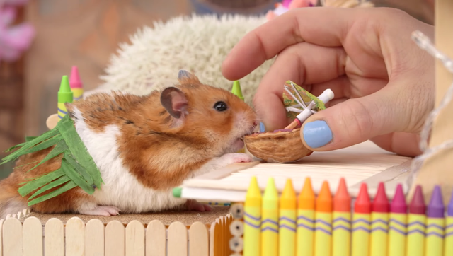 Human, Finger, Nail, Writing implement, Hamster, Rodent, Stationery, Snout, Whiskers, Pest, 
