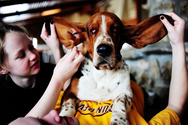 Dog breed, Hand, Vertebrate, Dog, Carnivore, Collar, Snout, Liver, Nail, Companion dog, 