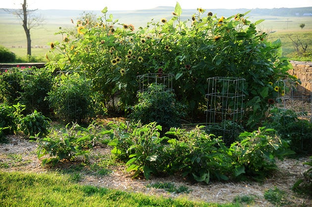 Plant, Shrub, Plant community, Garden, Land lot, Groundcover, Subshrub, Annual plant, Shrubland, Yard, 