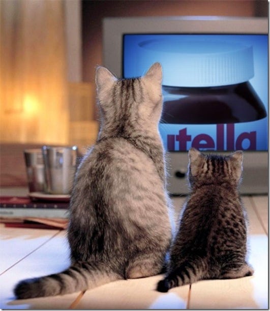 Small to medium-sized cats, Vertebrate, Felidae, Cat, Carnivore, Whiskers, Fur, Terrestrial animal, Display device, Pet supply, 