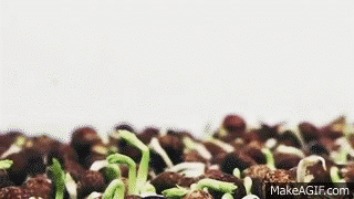 Nature, Green, Leaf, Photograph, White, Snapshot, Photography, Produce, Whole food, Herbaceous plant, 