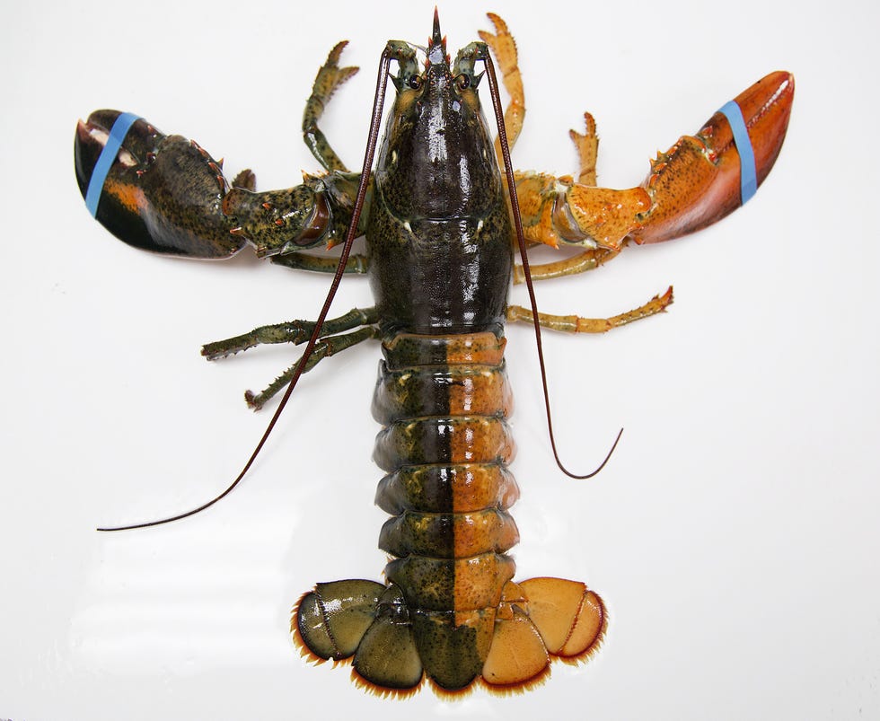 Delish - Split-Colored Lobster