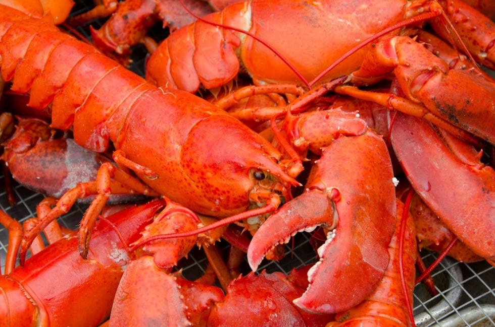 Delish - Cooked Lobsters - Split-Colored Lobster