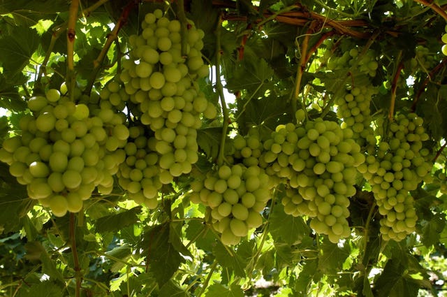 Cotton Candy Grapes