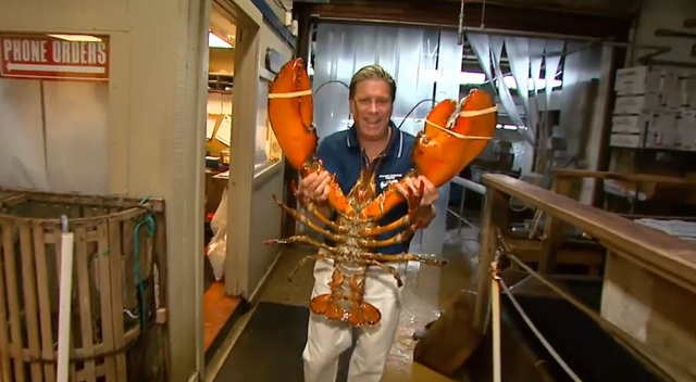 Arthropod, Decapoda, Muscle, Invertebrate, Lobster, Crustacean, Homarus, Seafood, Crayfish, Shellfish, 