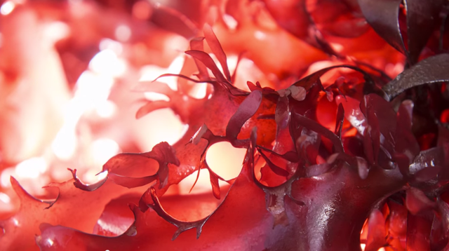 Red, Carmine, Macro photography, Maroon, Coquelicot, Arthropod, Invertebrate, Science, 