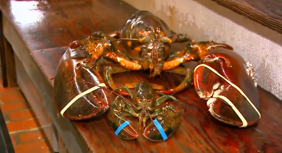 Arthropod, Invertebrate, Amber, Decapoda, Crab, Crustacean, Shellfish, Seafood, Freshwater crab, Cancridae, 