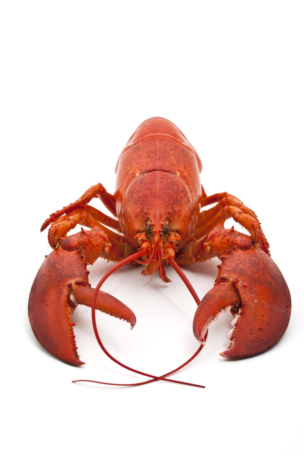 Single Lobster - 23-Pound Lobster Found