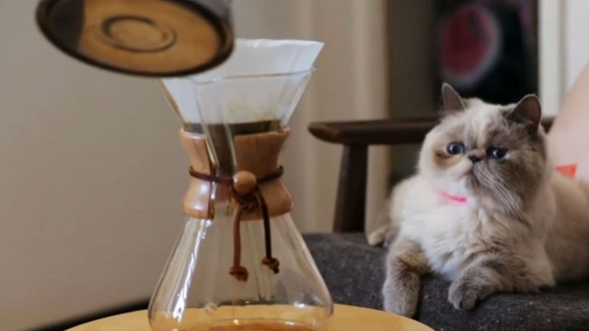 The Brewologist Pour Over Coffee Cone is the cat's meow