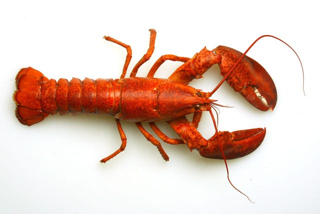 Arthropod, Organism, Invertebrate, Red, Amber, Orange, Ingredient, Crustacean, Decapoda, Coquelicot, 