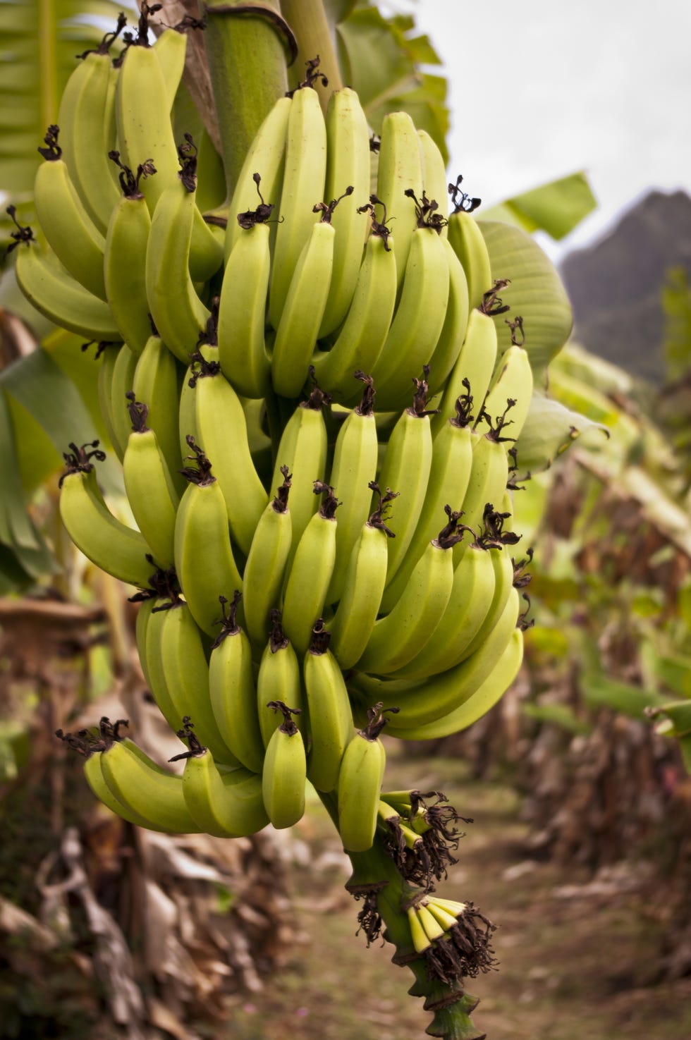Saba banana, Banana family, Banana, Plant, Flower, Cooking plantain, Matoke, Flowering plant, Botany, Leaf, 
