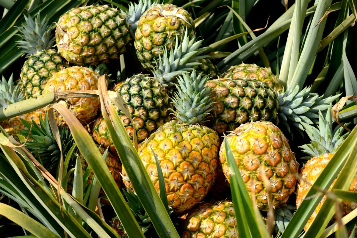 Pineapples  - Best Fruits For A Strong Immune System