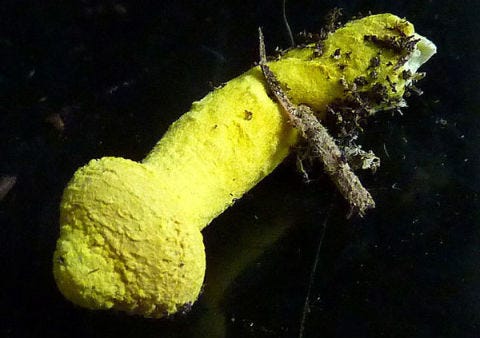 Invertebrate, Organism, Yellow, Insect, Arthropod, Adaptation, Pest, Macro photography, Parasite, Larva, 