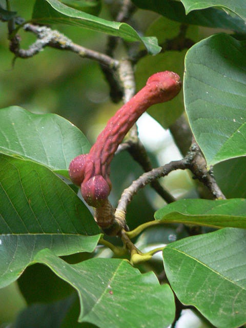 Branch, Leaf, Adaptation, Botany, Woody plant, Twig, Flowering plant, Terrestrial plant, Plant stem, Bud, 