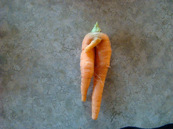 Carrot, Root vegetable, Vegetable, Ingredient, Produce, Natural foods, Whole food, Vegan nutrition, Local food, wild carrot, 