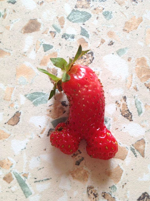 Invertebrate, Pattern, Pest, Toy, Arthropod, Stuffed toy, Peach, Produce, Artificial flower, Coquelicot, 