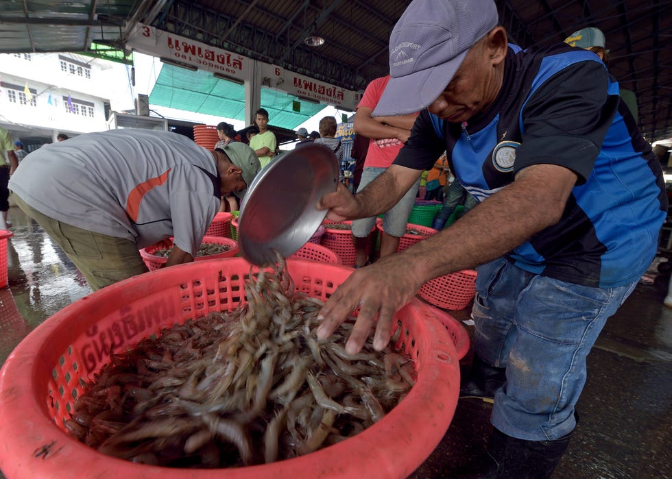 Cap, Hat, Baseball cap, Fish, Seafood, Fish, Ray-finned fish, Oily fish, Forage fish, Fish products, 
