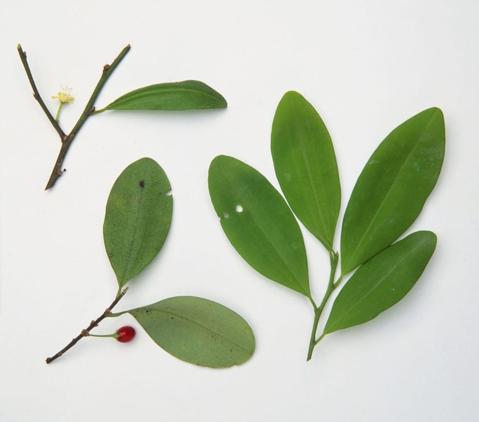 Branch, Leaf, Twig, Botany, Plant stem, Herb, 