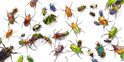 Invertebrate, Nature, Organism, Arthropod, Insect, Yellow, Pest, Amber, Beauty, Beetle, 