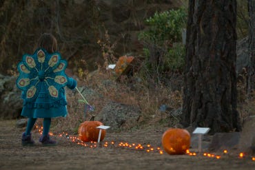 Nature, trick-or-treat, Pumpkin, Tree, Jack-o'-lantern, Calabaza, Woodland, Adaptation, Plant, Forest, 