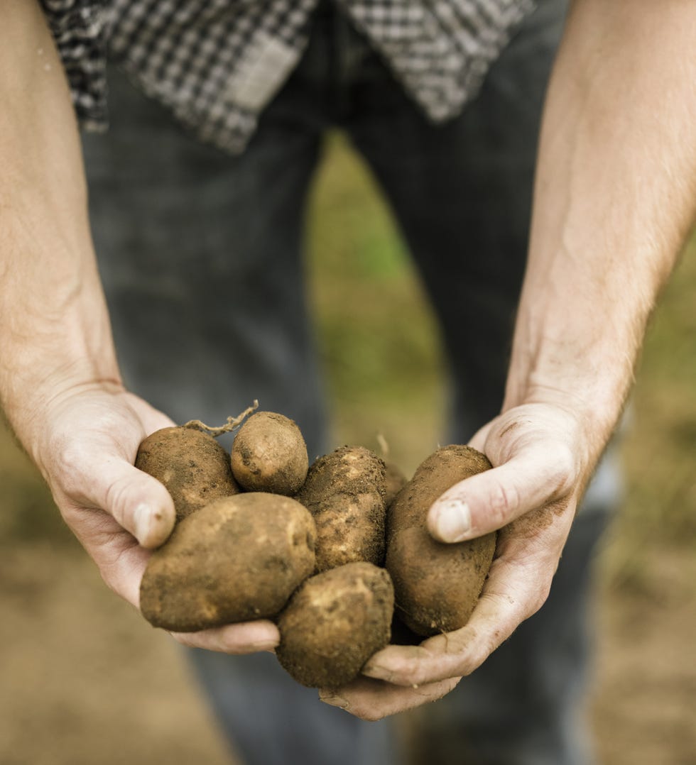 Root vegetable, Produce, Ingredient, Vegetable, Local food, Tartan, Natural foods, Potato, Whole food, Tuber, 