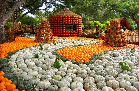 Tree, Garden, Botany, Whole food, Natural foods, Melon, Local food, Vegan nutrition, Produce, Annual plant, Tree, Garden, Botany, Whole food, Natural foods, Melon, Local food, Vegan nutrition, Produce, Annual plant,
