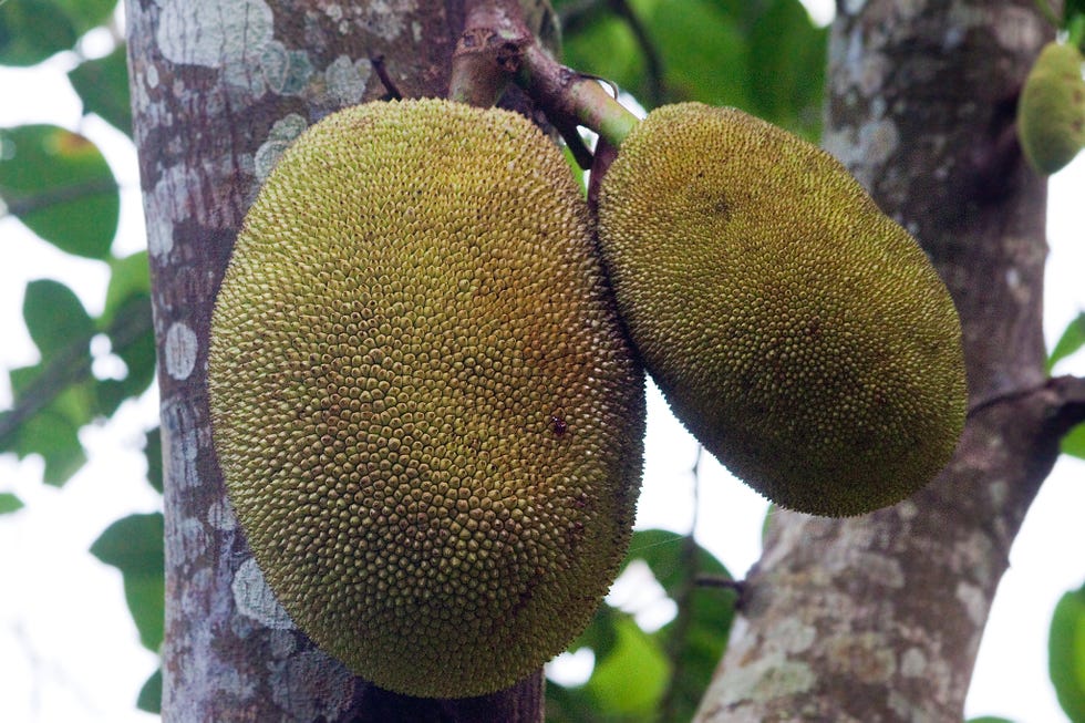 Branch, Produce, Fruit tree, Adaptation, Woody plant, Twig, Terrestrial plant, Biome, Fruit, Ingredient, 