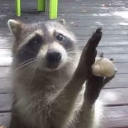 Raccoon Begging For Food