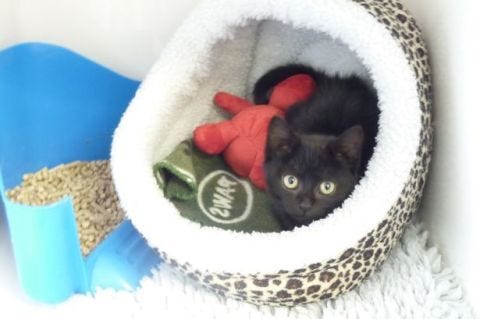 Vertebrate, Carnivore, Small to medium-sized cats, Felidae, Cat, Comfort, Pet supply, Costume accessory, Whiskers, Home accessories, 