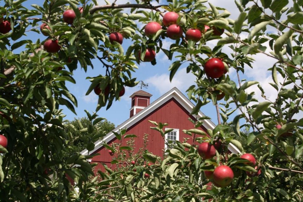 Best Apple Picking Farms Near Me Top Apple Orchards Near Me to Visit