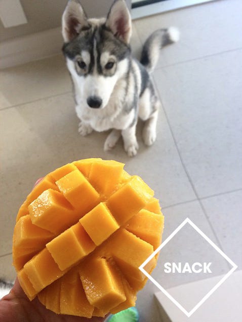 Floor, Flooring, Sled dog, Dog, Food, Carnivore, Ingredient, Fruit, Ataulfo, Tile, 