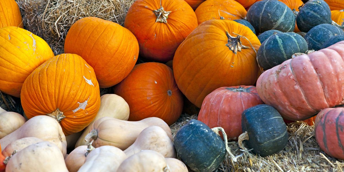 $6 Million Worth Of Cocaine Found In Pumpkin Shipment