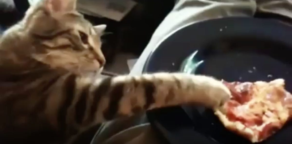 These Hilarious Animals Will Steal Your Food And Not Feel Bad About It These Hilarious Animals Will Steal Your Food And Not Feel Bad About It