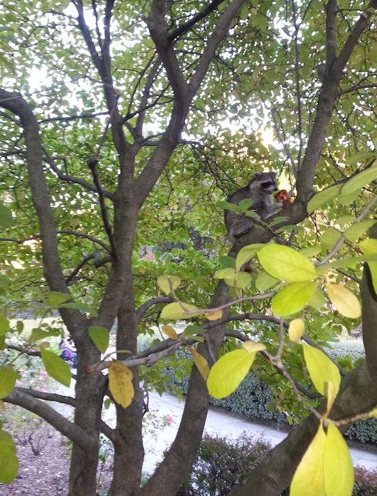 Branch, Twig, Tree, Woody plant, Trunk, Jungle, Fruit tree, 