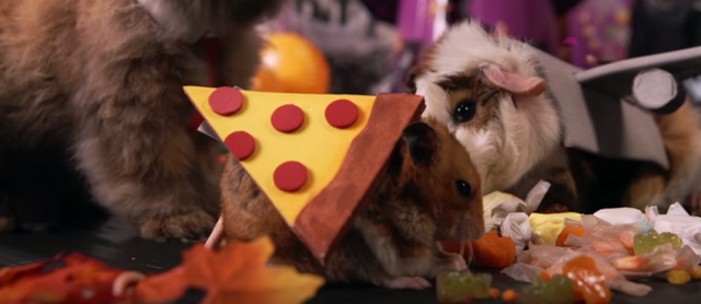 Toy, Orange, Fur, Snout, Fawn, Rodent, Puppy, Muroidea, Guinea pig, Pet supply, 