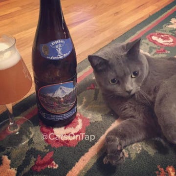 Drink, Drinkware, Barware, Bottle, Alcohol, Alcoholic beverage, Glass, Beer, Felidae, Beer glass, 