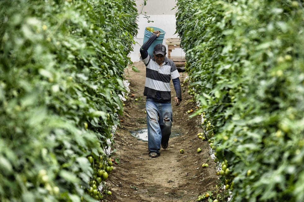 Shrub, People in nature, Agriculture, Groundcover, Plantation, Hedge, Crop, Trail, Farmworker, Annual plant, 