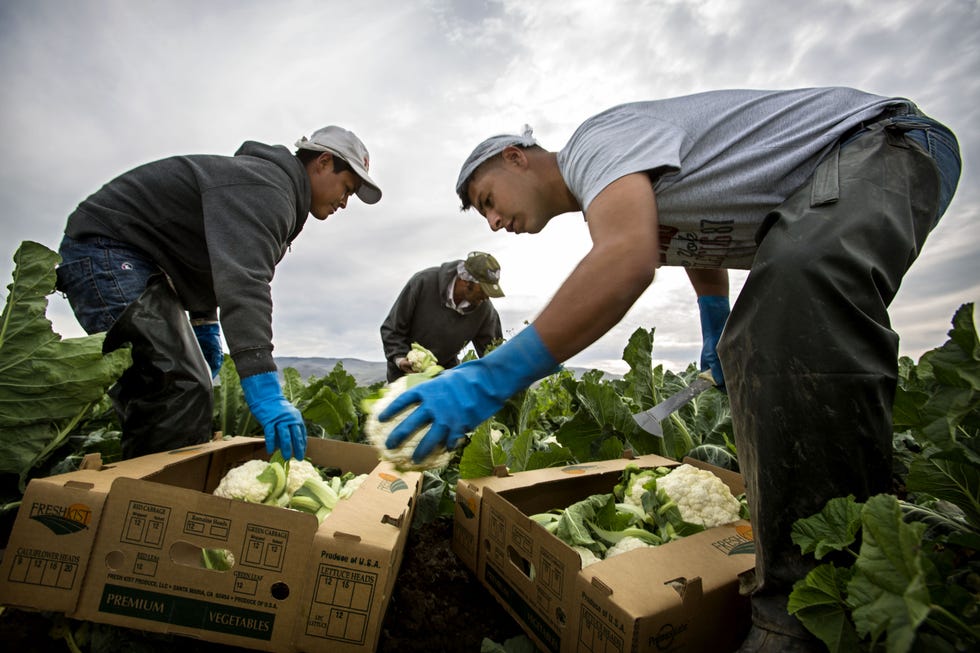 Leaf vegetable, Produce, Local food, Ingredient, Whole food, Box, Vegetable, Cap, Vegan nutrition, Natural foods, 