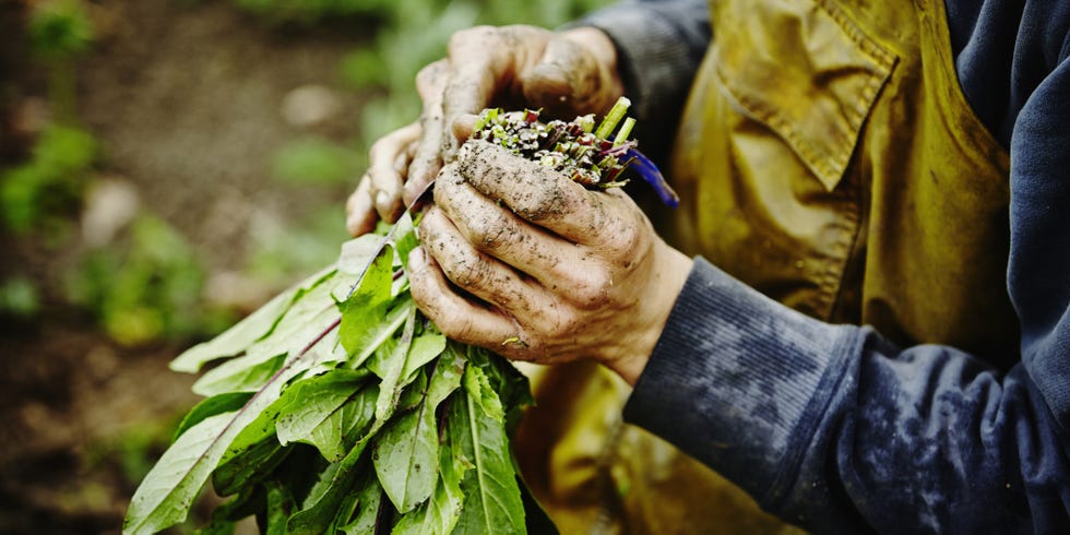 Finger, Hand, Leaf, Wrist, People in nature, Nail, Soil, Agriculture, Gesture, Gardening, 