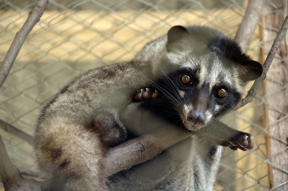 Organism, Vertebrate, Carnivore, Facial expression, Iris, Jaw, Snout, Terrestrial animal, Mesh, Whiskers, 