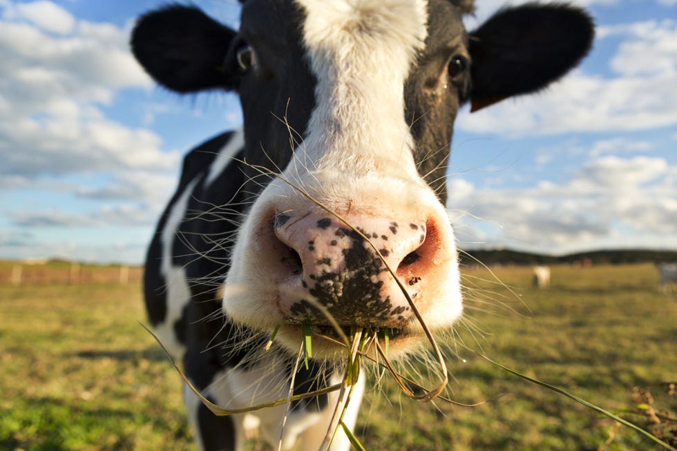 Grass, Natural environment, Vertebrate, Bovine, Pasture, Dairy cow, Rural area, Summer, Grassland, Terrestrial animal, 