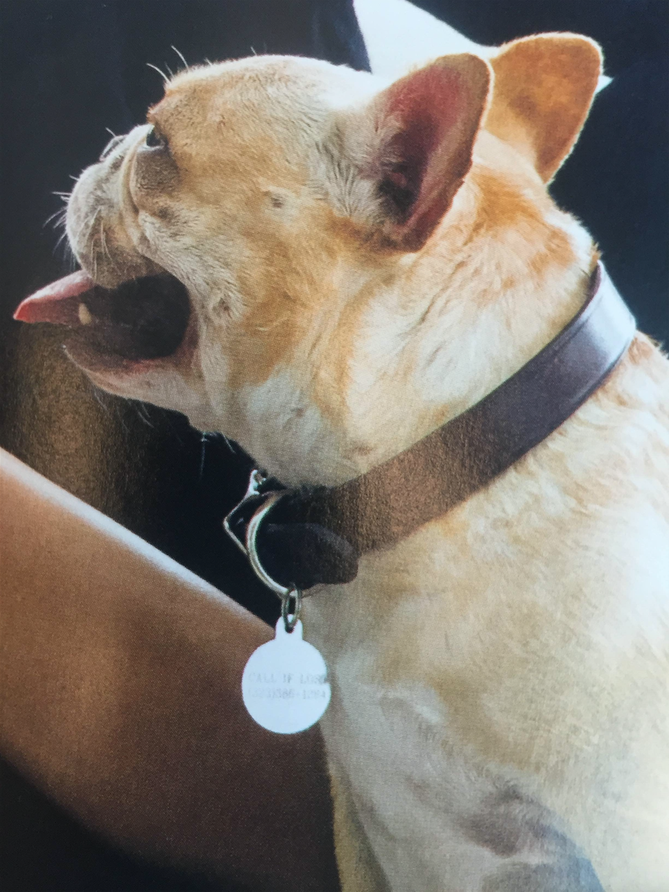 Brown, Collar, Dog breed, Dog, Vertebrate, Carnivore, Dog collar, Snout, Pet supply, Leash, 