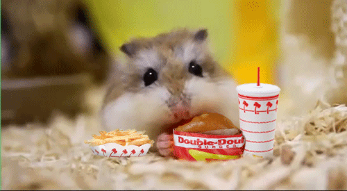 Yellow, Carnivore, Felidae, Whiskers, Pet supply, Cat, Small to medium-sized cats, Hamster, Eating, Ingredient, 
