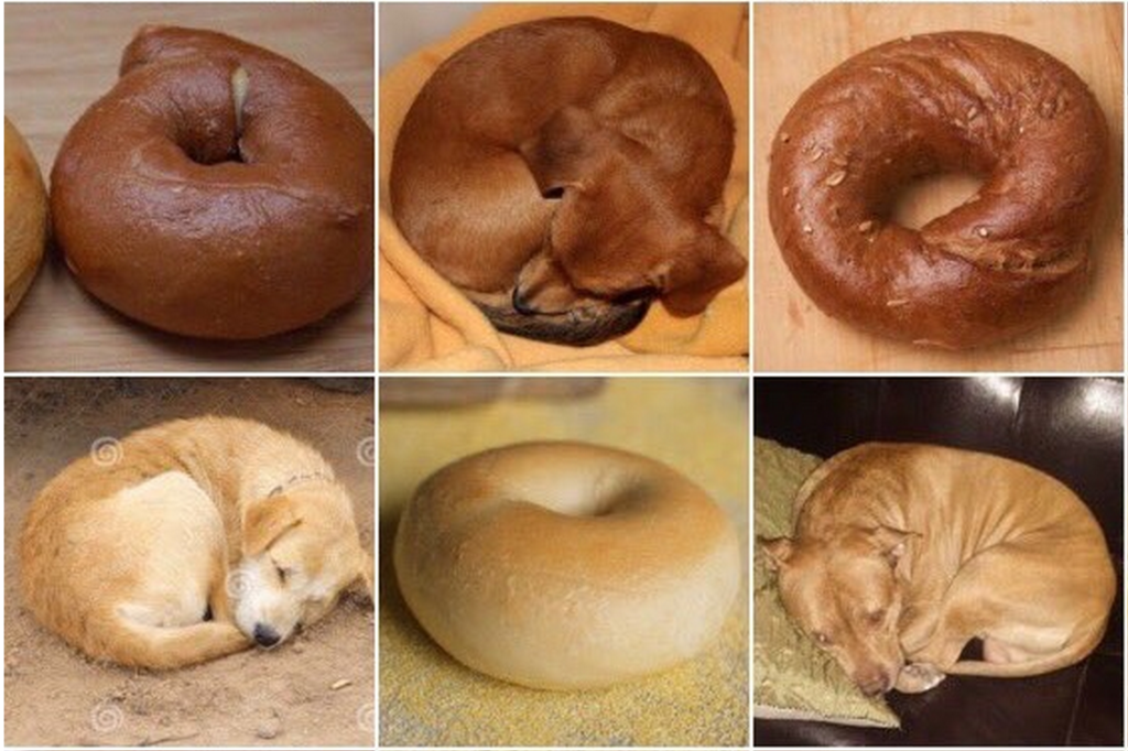 The Internet Is Asking The Tough Questions: Puppies Or Bagels? -The ...